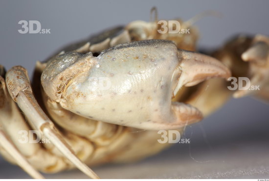 Hand Crab