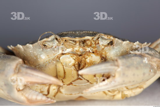 Head Crab