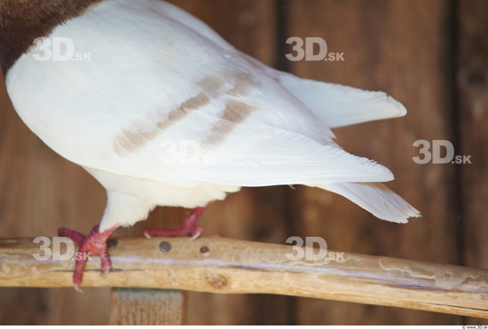 Upper Body Pigeon