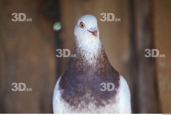 Upper Body Pigeon