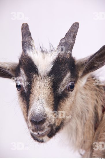 Head Goat
