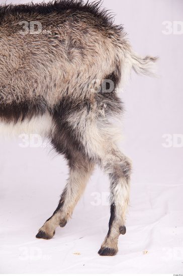 Leg Goat