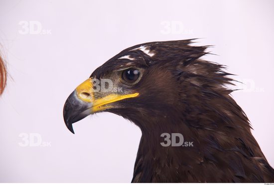 Head Eagle