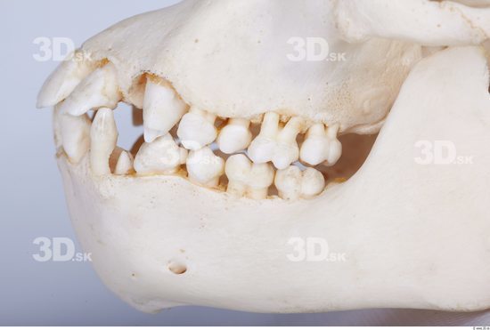 Teeth Chimpanzee