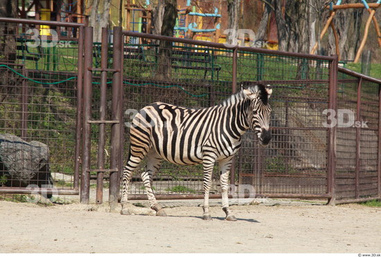 Whole Body Zebra