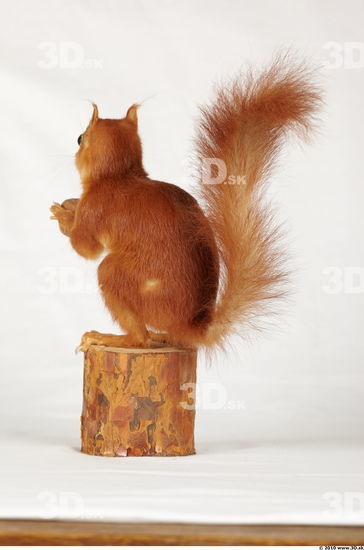 Whole Body Squirrel