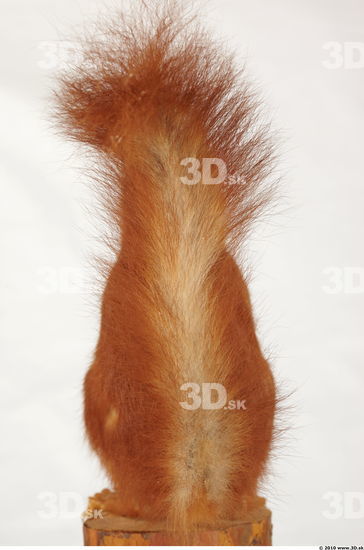 Tail Squirrel