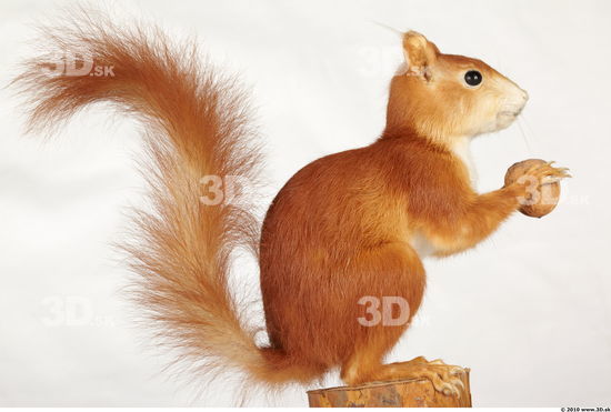 Whole Body Squirrel