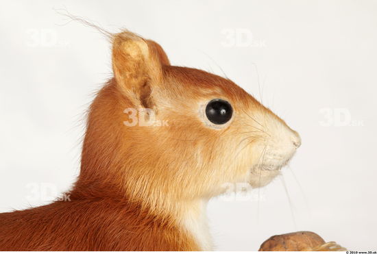 Head Squirrel
