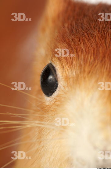 Eye Squirrel