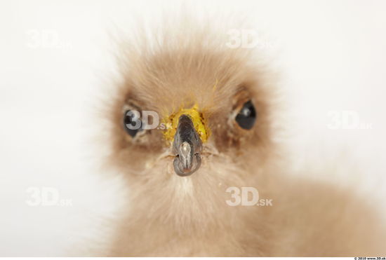 Whole Body Head Eagle Animal photo references