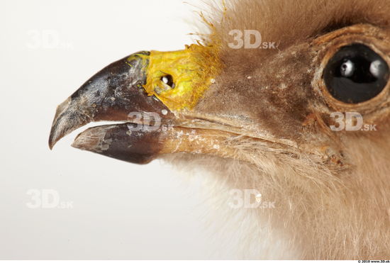 Nose Whole Body Eagle Animal photo references