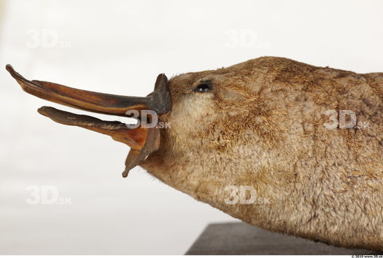 Head Duckbill