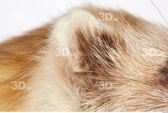 Ear Ferret Animal photo references