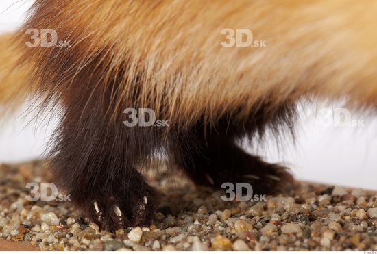 Leg Ferret Animal photo references