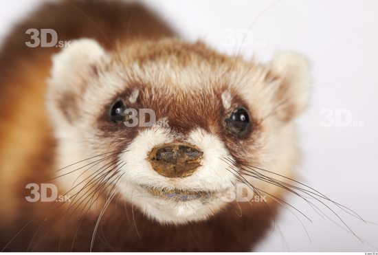 Head Ferret Animal photo references