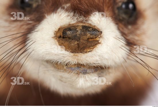 Mouth Ferret Animal photo references