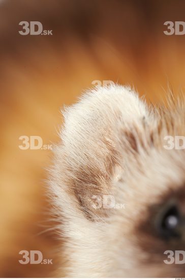 Ear Ferret Animal photo references