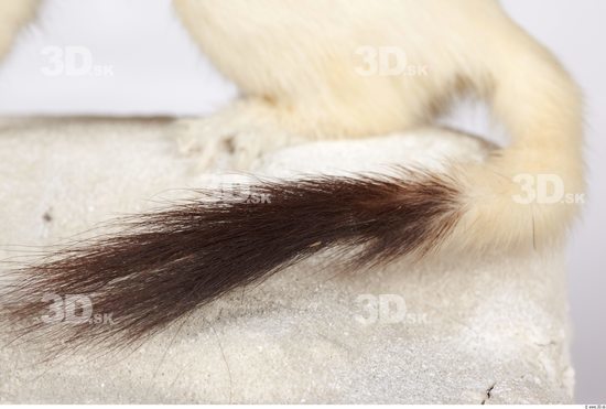 Tail Ermine