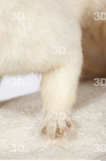 Leg Ermine