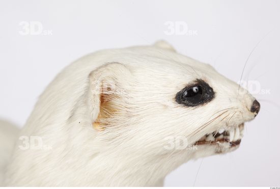 Head Ermine