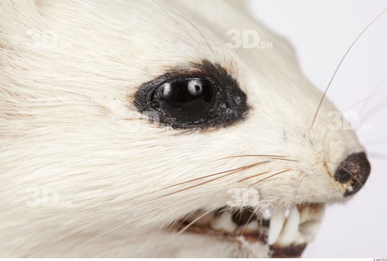 Eye Ermine