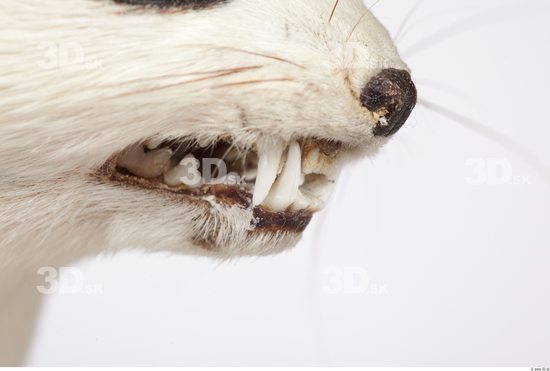 Teeth Ermine