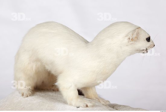 Whole Body Ermine