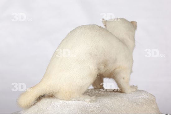 Whole Body Ermine