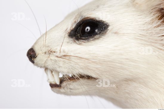 Eye Ermine