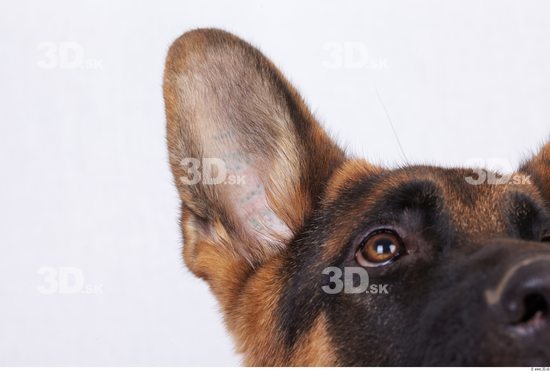 Ear Dog
