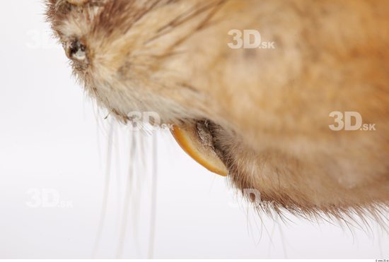 Whole Body Teeth Muskrat Animal photo references