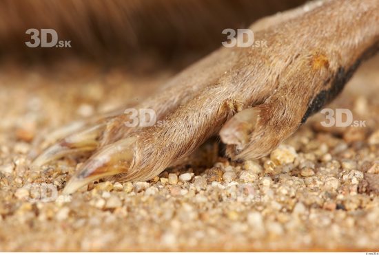 Foot Whole Body Muskrat Animal photo references