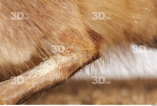 Leg Whole Body Muskrat Animal photo references