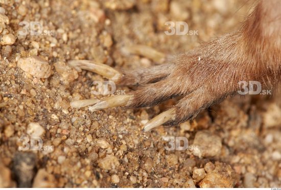 Foot Whole Body Muskrat Animal photo references