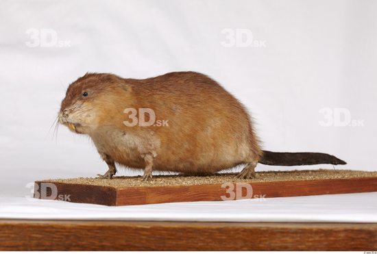 Whole Body Muskrat Animal photo references