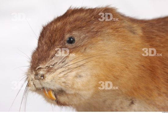 Whole Body Head Muskrat Animal photo references