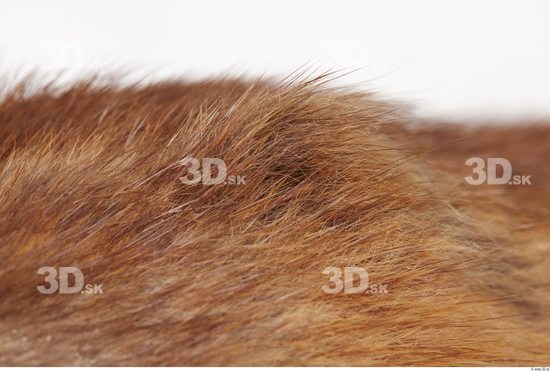 Whole Body Muskrat Animal photo references