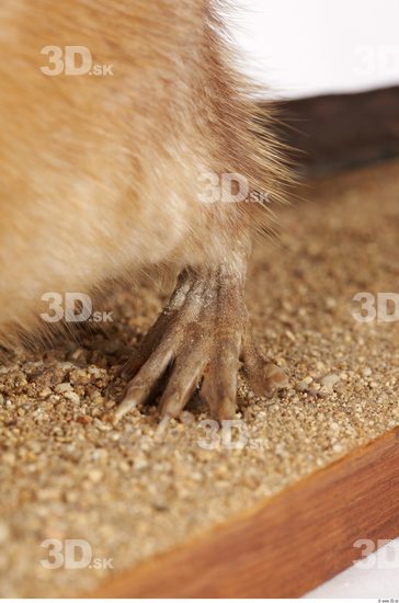 Leg Whole Body Muskrat Animal photo references