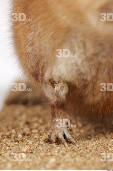 Leg Whole Body Muskrat Animal photo references