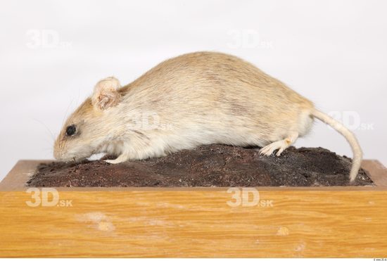 Whole Body Mouse