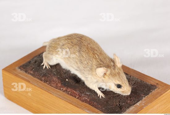 Whole Body Mouse