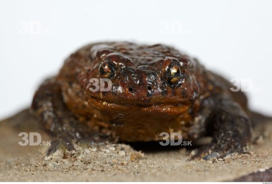 Head Toad