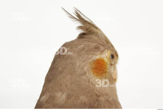 Head Cockatiel