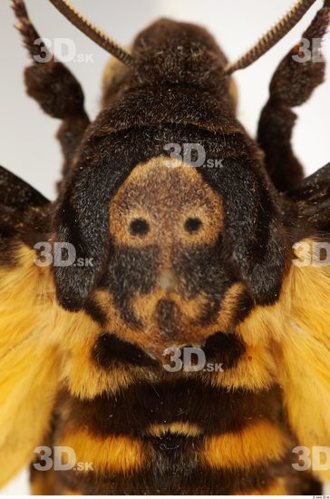 Head Moth