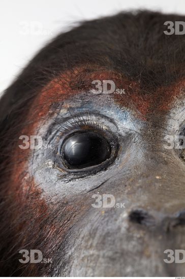 Eye Chimpanzee