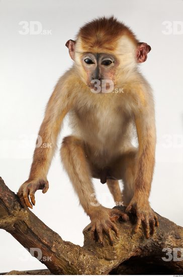 Whole Body Monkey