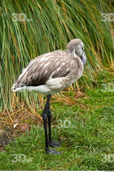 Whole Body Flamingos