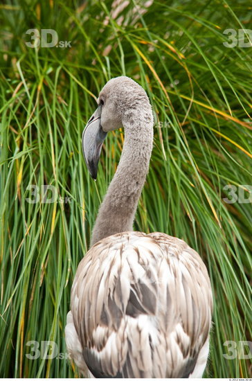 Whole Body Flamingos