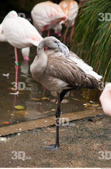 Whole Body Flamingos